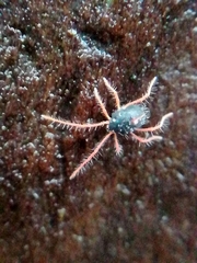 Linopenthaleus