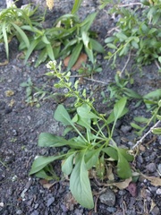 Lepidium bidentatum owaihiense