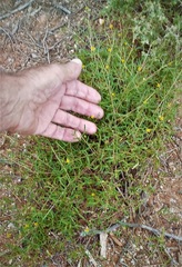 Roepera billardierei