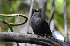 Black-Browed Babbler photo 2