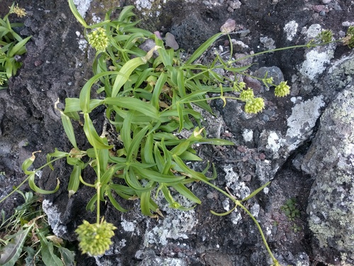 Schiedea globosa