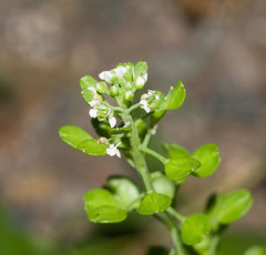 Lepidium bidentatum owaihiense