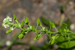 Lepidium bidentatum owaihiense
