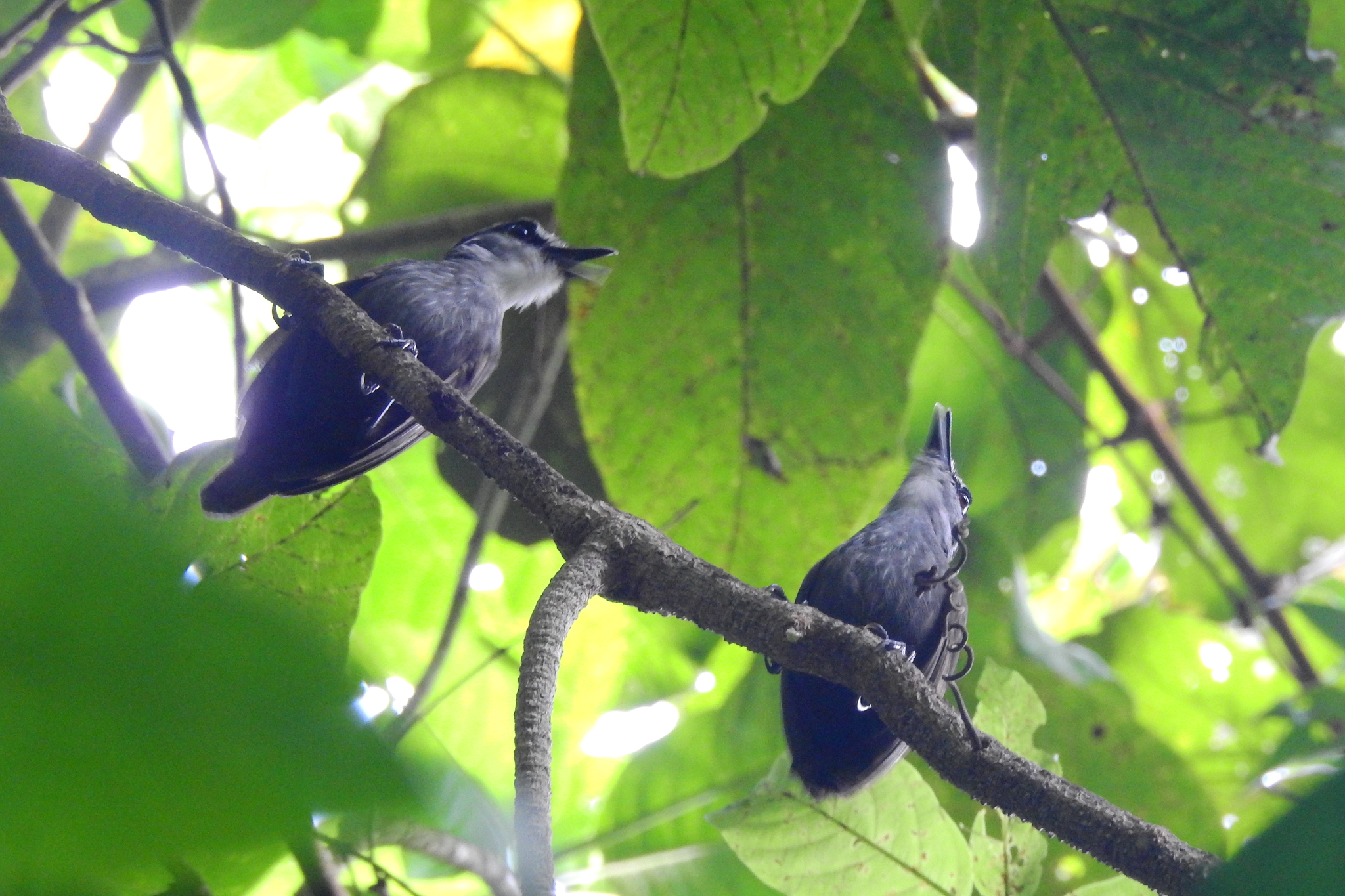 Black-browed Babbler illustration