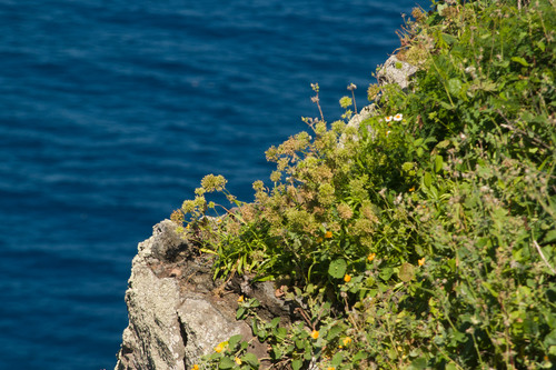 Schiedea globosa