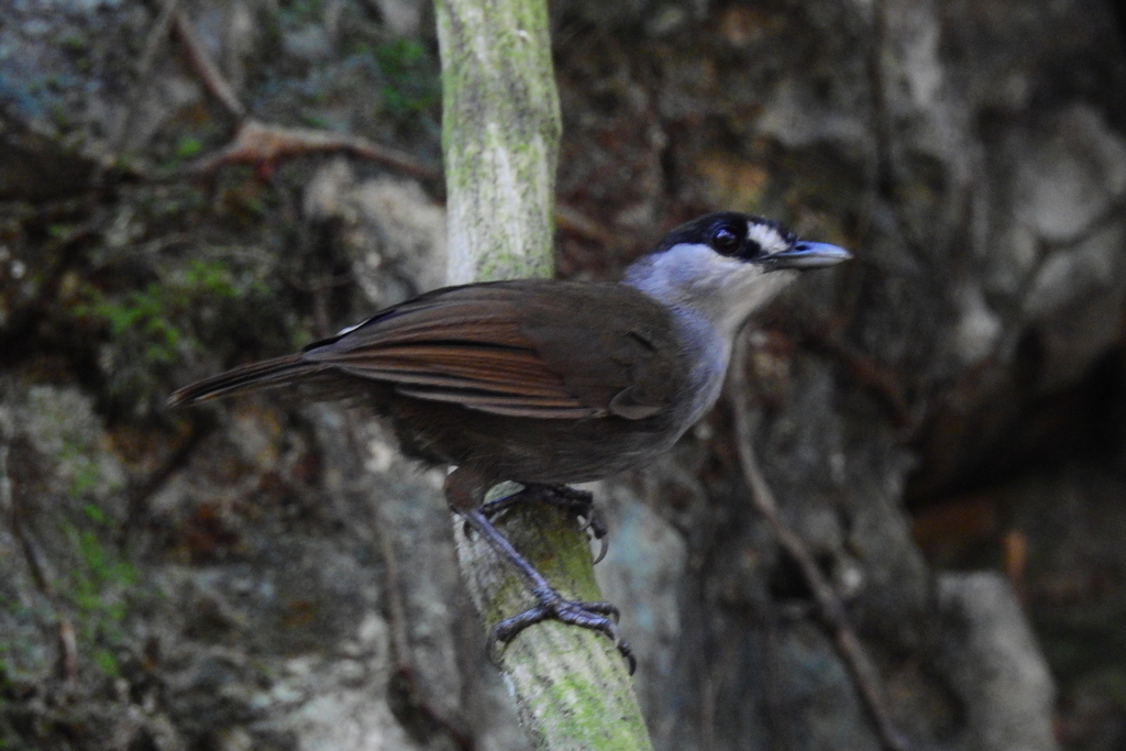 Black-Browed Babbler