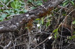 Epidendrum eburneum