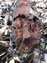 Fuscoporia ferruginosa