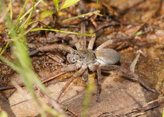 Ornodolomedes