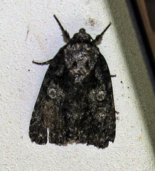 Acronicta increta