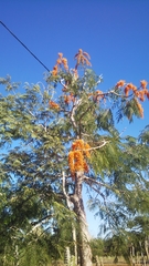 Colvillea racemosa image