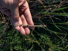 Eragrostis variabilis