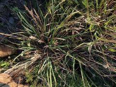 Eragrostis variabilis
