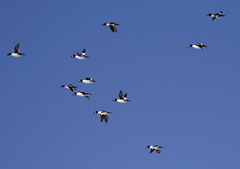 Bucephala clangula clangula