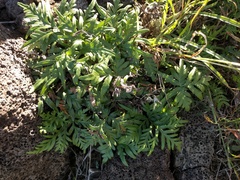 Doryopteris decipiens
