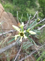 Stomatostemma monteiroae