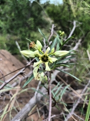 Stomatostemma monteiroae