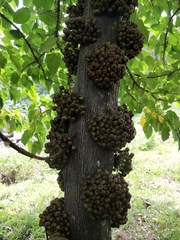 Ficus heteropoda