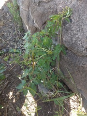 Desmanthus pernambucanus