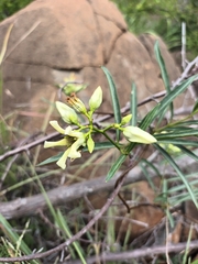 Stomatostemma monteiroae