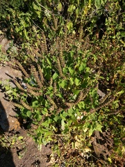 Ocimum gratissimum