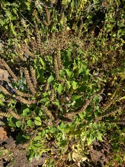 Ocimum gratissimum