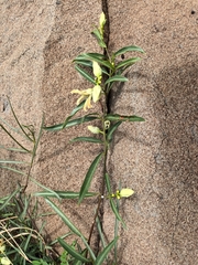 Stomatostemma monteiroae