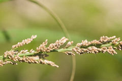 Eragrostis variabilis