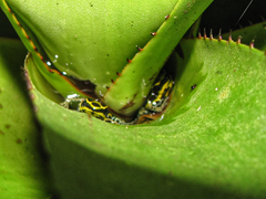 Ranitomeya variabilis