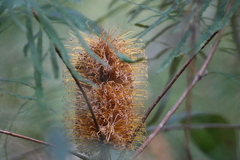 Banksia collina