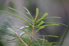 Banksia collina