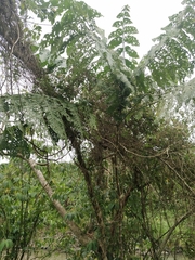 Dysoxylum gaudichaudianum