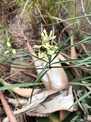 Stomatostemma monteiroae