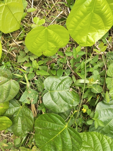 Alsomitra macrocarpa (Alsomitra macrocarpa)