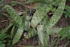 Aloe greatheadii
