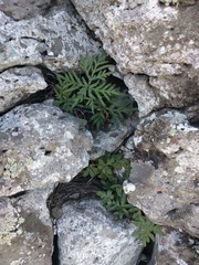 Doryopteris decipiens