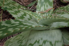 Aloe greatheadii