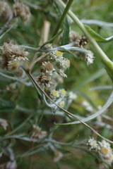 Pseudognaphalium oligandrum