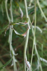 Pseudognaphalium oligandrum