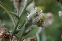 Pseudognaphalium oligandrum