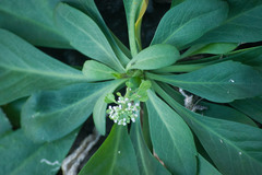 Lepidium bidentatum owaihiense