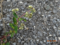 Euphorbia lasiocarpa