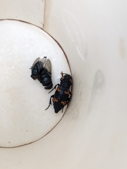 Nicrophorus nepalensis