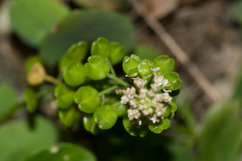 Lepidium bidentatum, photograph 1