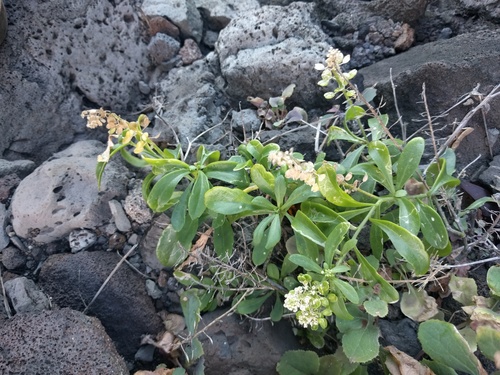 Lepidium bidentatum, photograph 2
