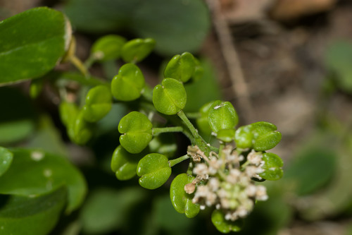 Lepidium bidentatum, photograph 3