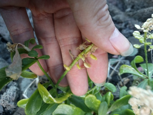 Lepidium bidentatum, photograph 4