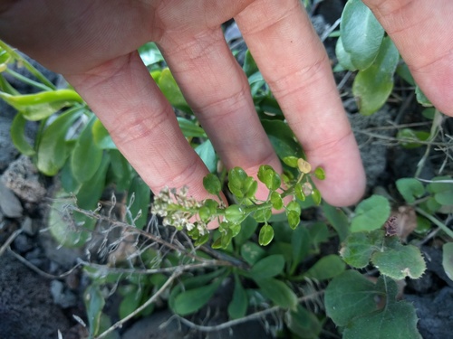 Lepidium bidentatum, photograph 5