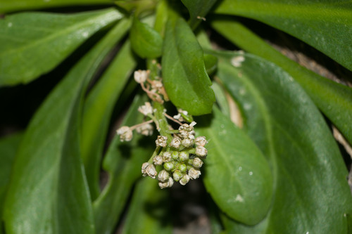 Lepidium bidentatum, photograph 6