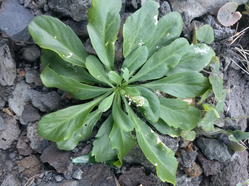 Kunana Pepperwort (Lepidium bidentatum)